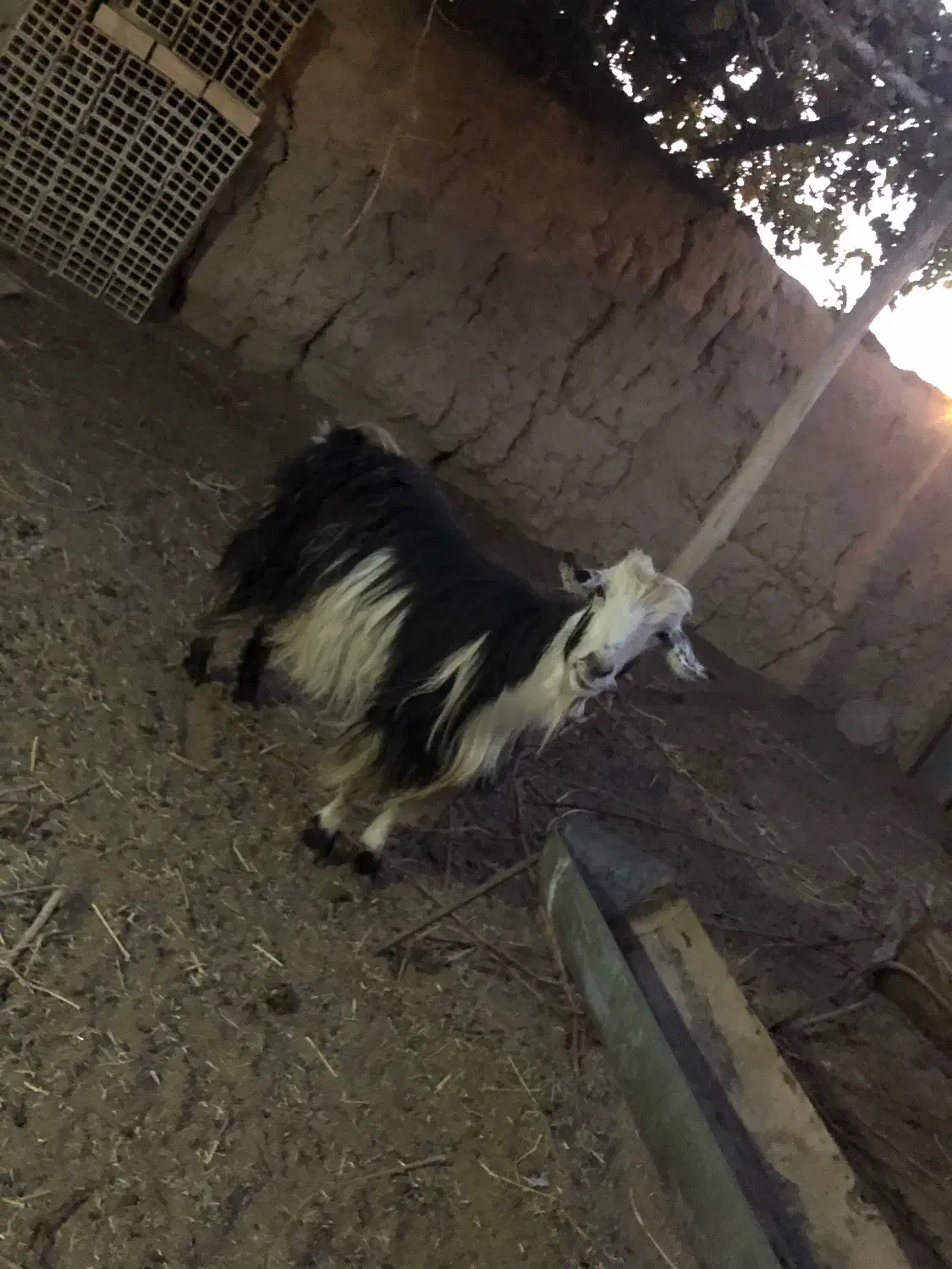 دو عدد بز جوان سر حال|حیوانات مزرعه|شاهرود, |دیوار