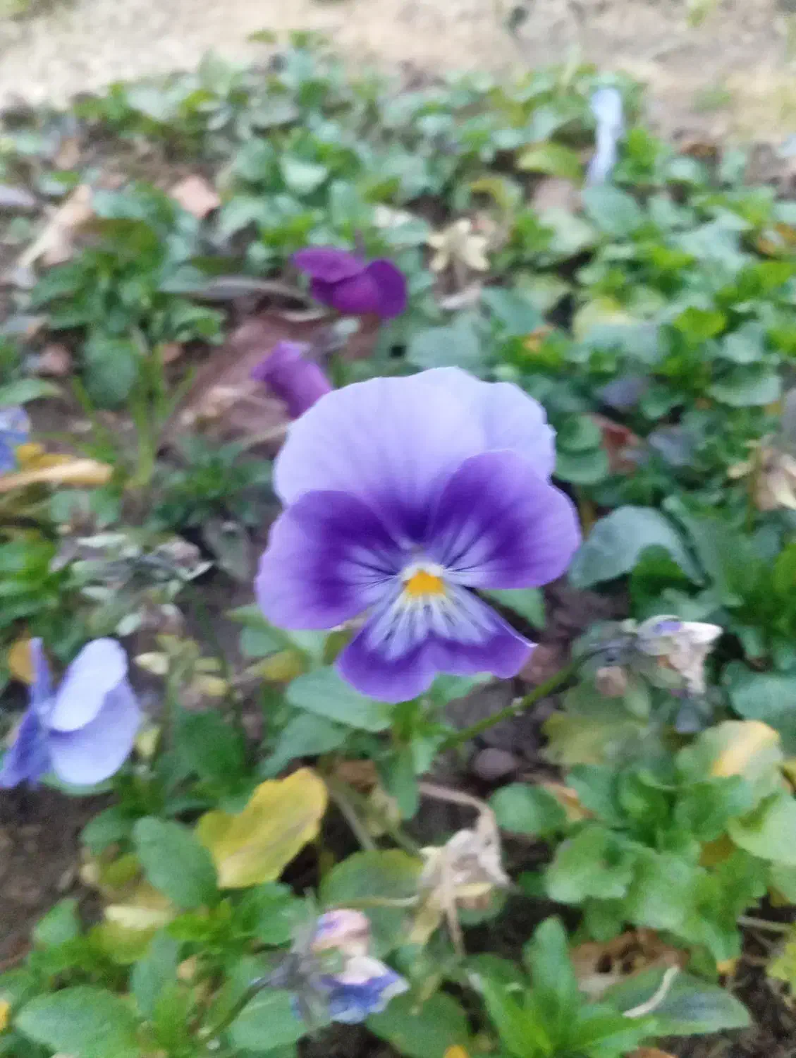 گل بنفشه و گل مینا|گل و گیاه طبیعی|رشت, حمیدیان|دیوار