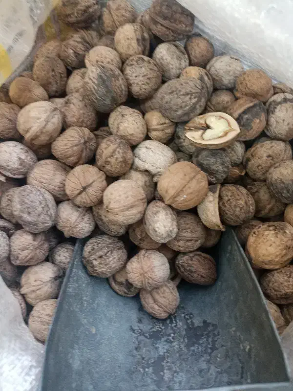 گردو 268 تومن|حراج|مشهد, احمدآباد|دیوار