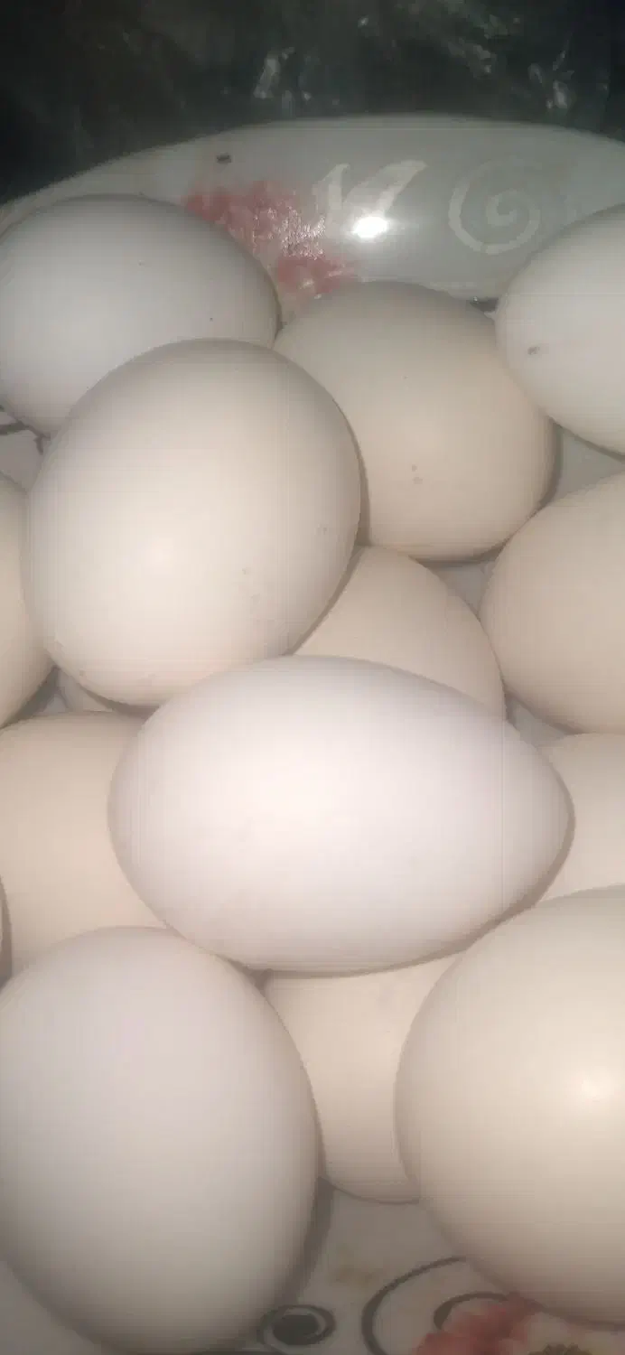 مرغ وخروس عربی|حیوانات مزرعه|اهواز, کوی علوی|دیوار