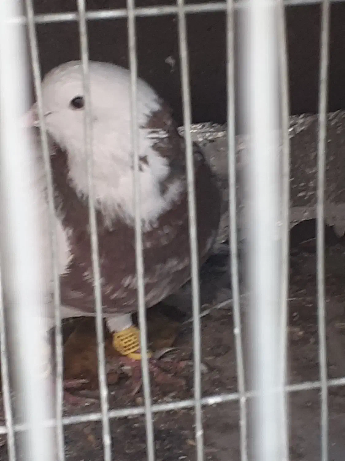 فروش یک عدد طوقی|پرنده|فولادشهر, زاینده رود|دیوار