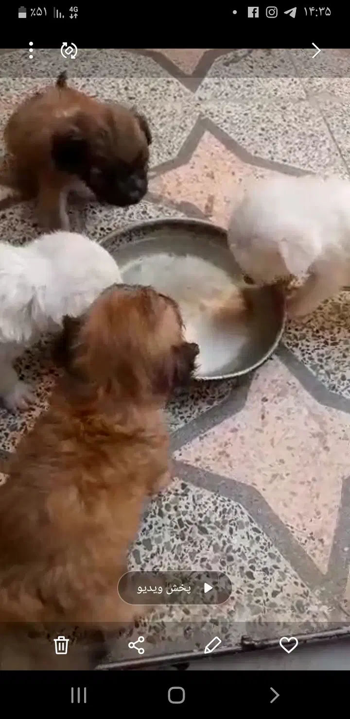 نرماده شیتزو|سگ|کرمان, |دیوار