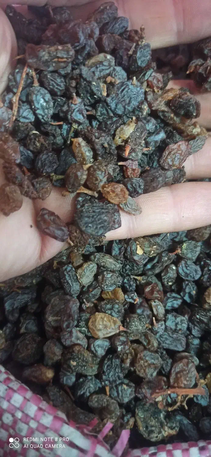 کشمش درجه دو|خوردنی و آشامیدنی|مراغه, |دیوار