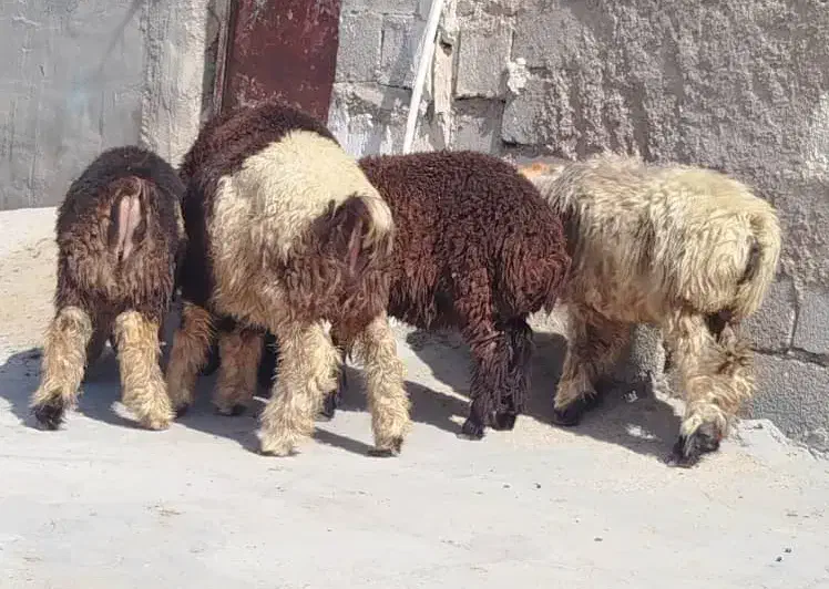 بره چاق چاق روغنی|حیوانات مزرعه|شوشتر, |دیوار