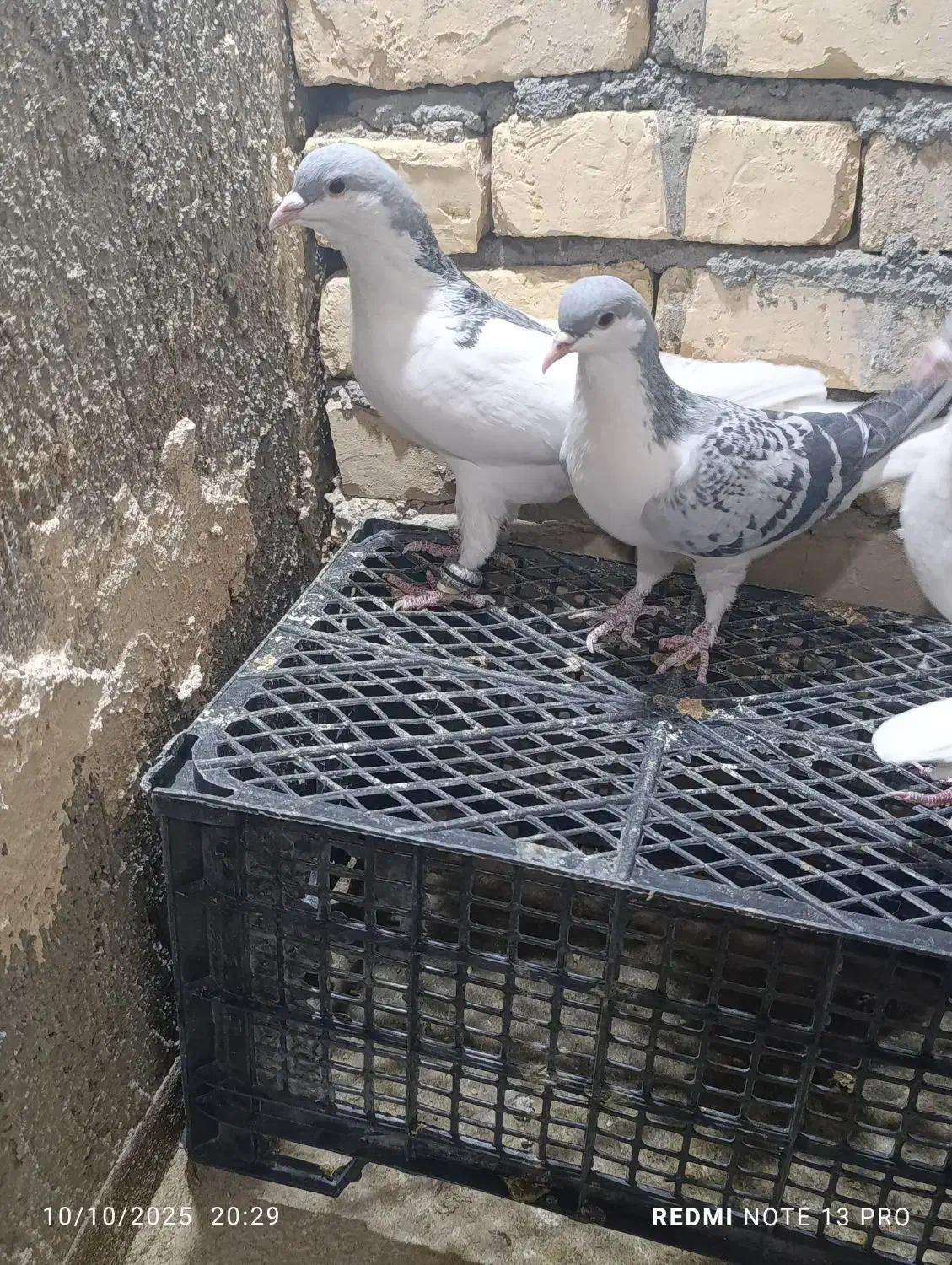 ۲۵کفتر رنگه درجه یک قلدرپابلند|پرنده|کاشمر, |دیوار