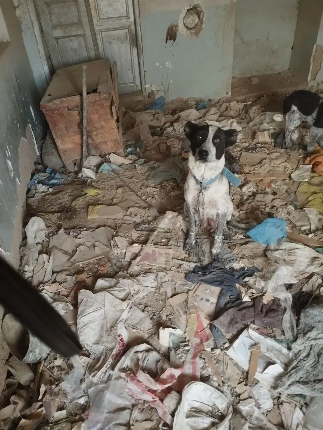 فروش سگ ماده|سگ|گلپایگان, |دیوار