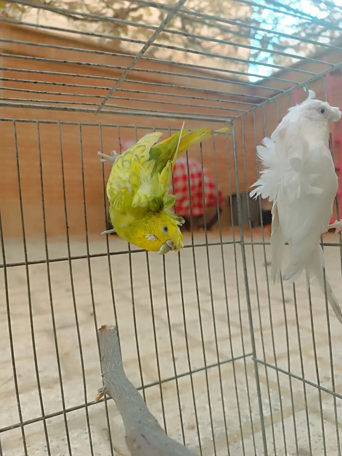 مرغ عشق پروانه ای|پرنده|شاهینشهر, فدک|دیوار