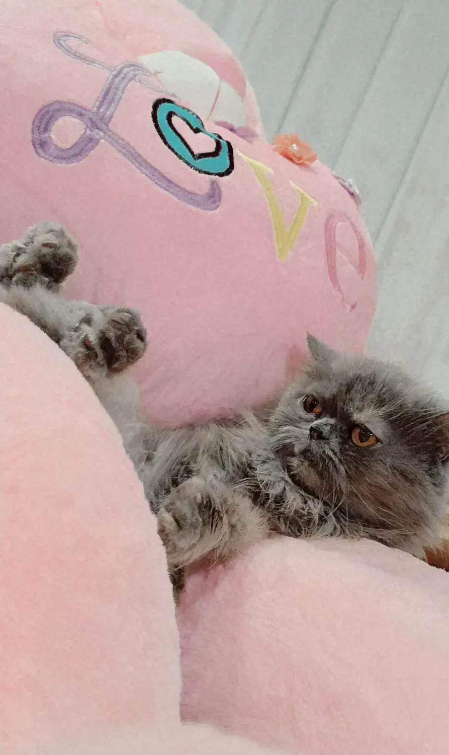 گربه پرشین|گربه|قزوین, |دیوار