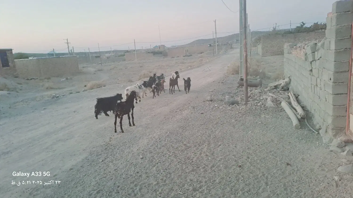 فروش گوسفند و بز|حیوانات مزرعه|خاش, |دیوار