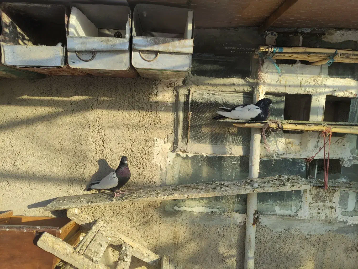 کبوتر سینه سیاه|پرنده|صائین قلعه, |دیوار