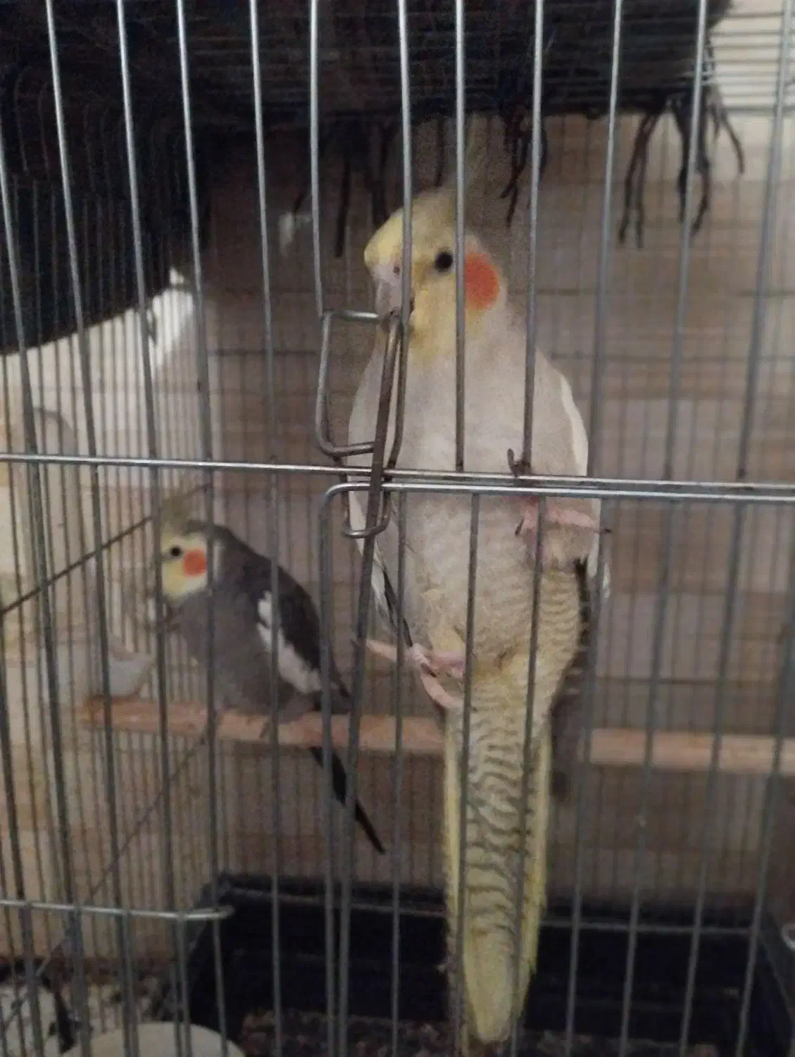 یه جفت عروس زیبا|پرنده|دهلران, |دیوار