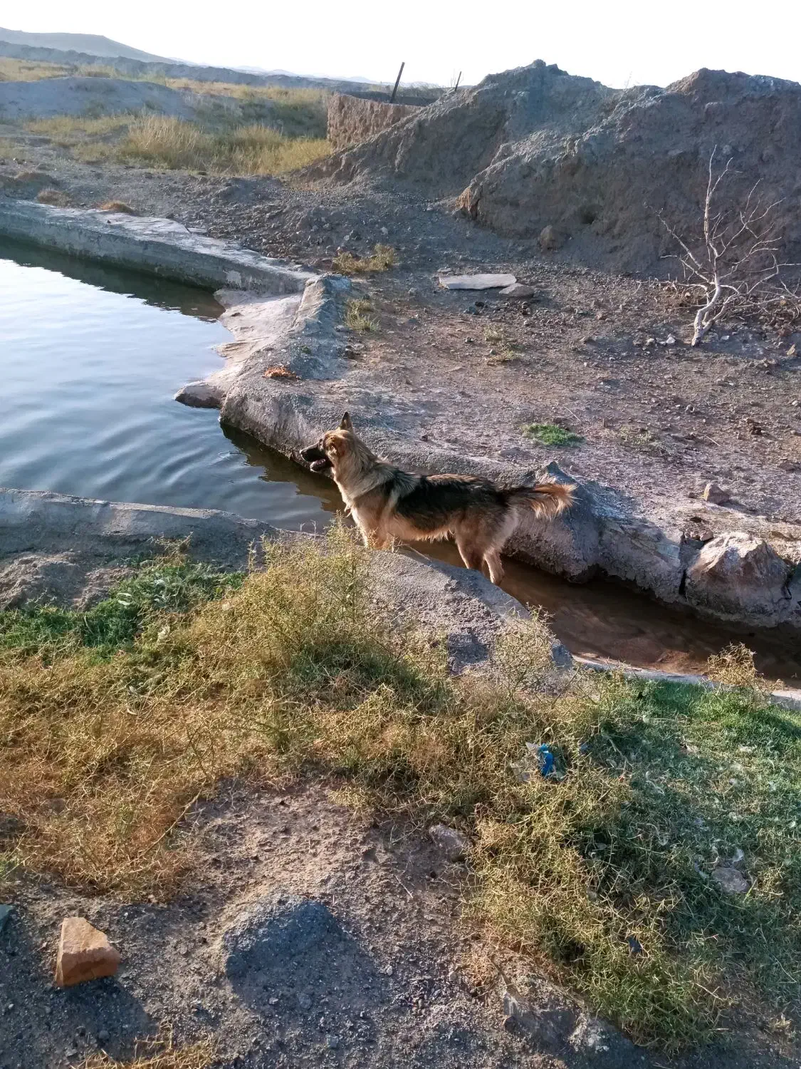 سگ گمشده|حیوانات|جلگه ماژان, |دیوار