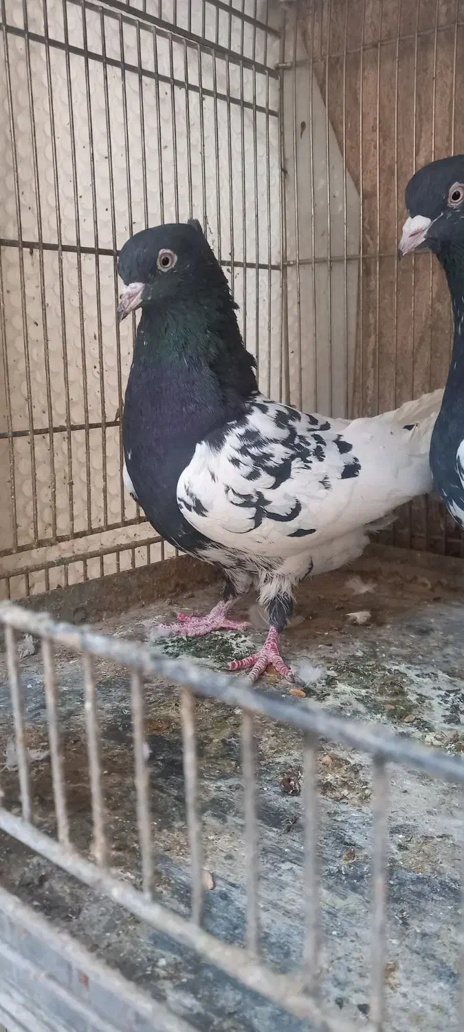 کبوتر کله ایی|پرنده|تهران, خرمشهر|دیوار