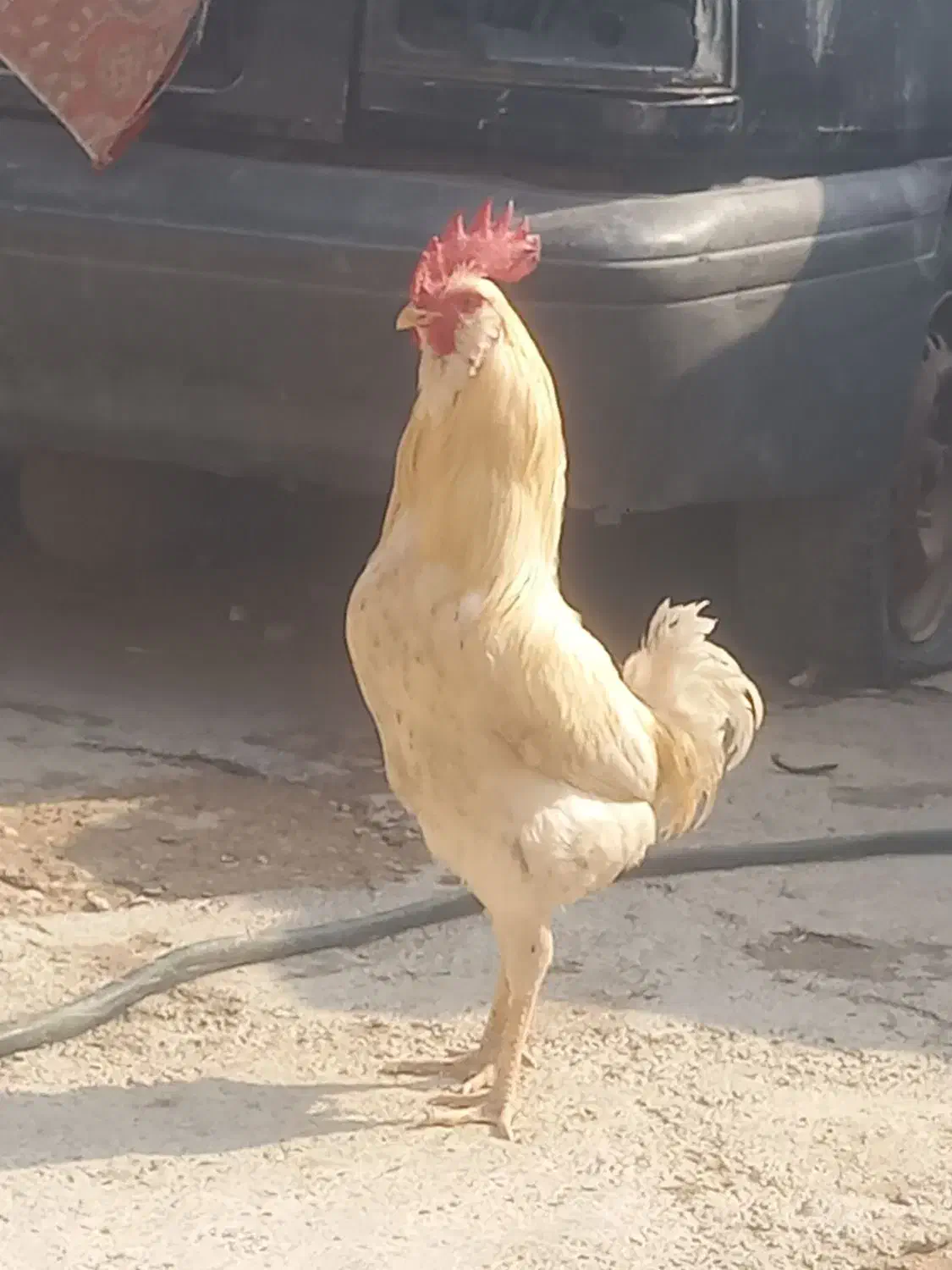 خروس کلین ریشو|حیوانات مزرعه|باوی, |دیوار