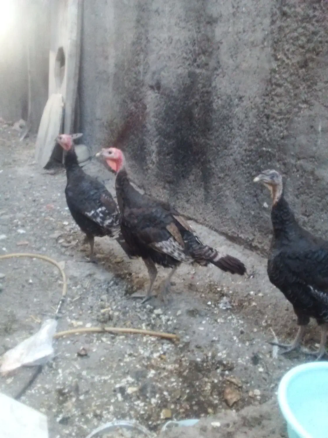 بوقلمون|حیوانات مزرعه|سراب, |دیوار