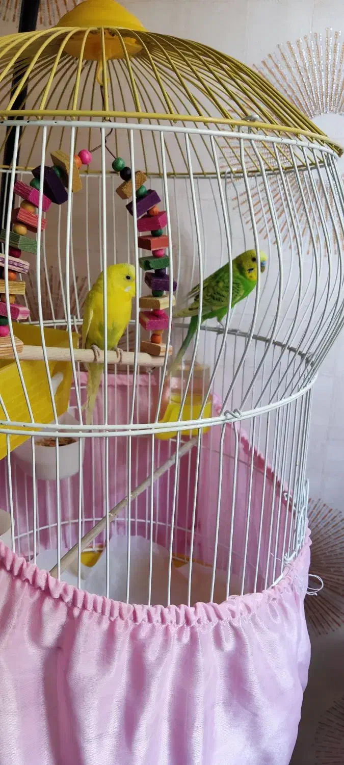 مرغ عشق|پرنده|ری, دولت‌آباد|دیوار