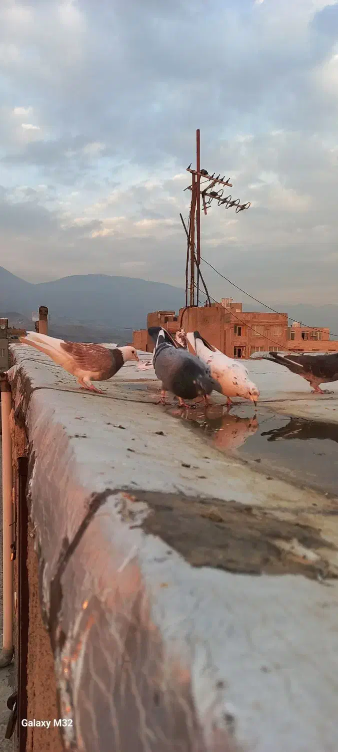 کفتر یا کبوتر معاوضه وفروش|پرنده|قدس, شهرقدس|دیوار