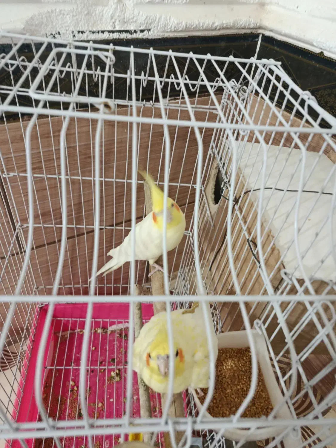 عروس هلندی|پرنده|رامشیر, |دیوار