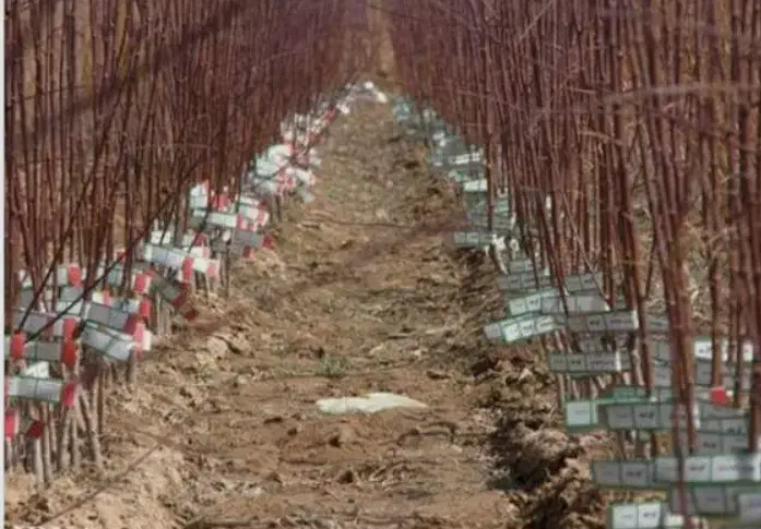 نهال گیلاس بینگ آمریکایی ،درخت گیلاس در نهالستان|گل و گیاه طبیعی|مشهد, خواجه ربیع|دیوار