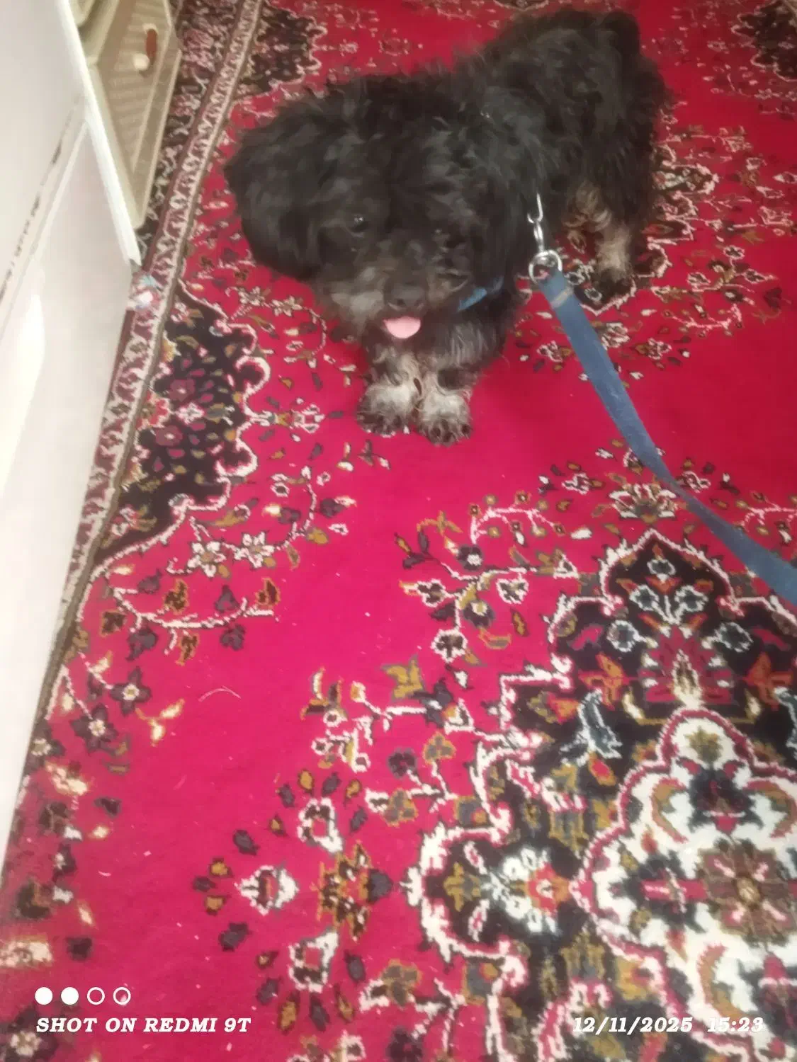 سگ شیتزو|سگ|خرمآباد, |دیوار