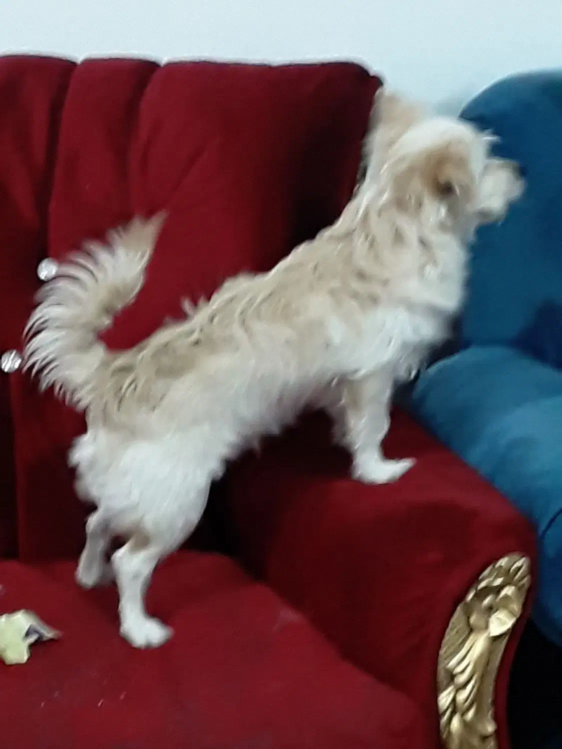 سگ پامرشیتزو باهوش بامزه|سگ|کرمان, |دیوار