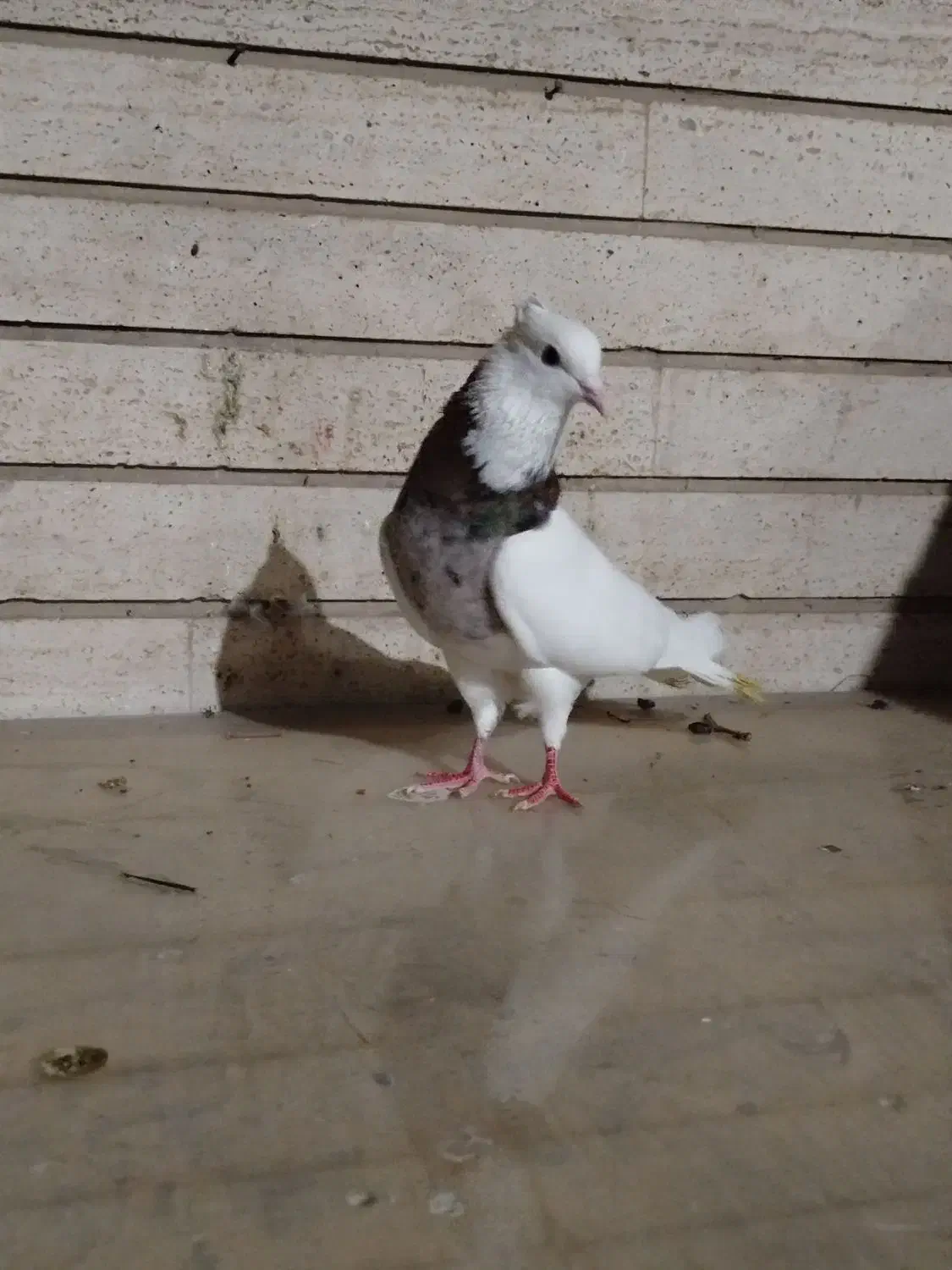 طوقی سرور مهر|پرنده|کرج, حصارک پایین|دیوار