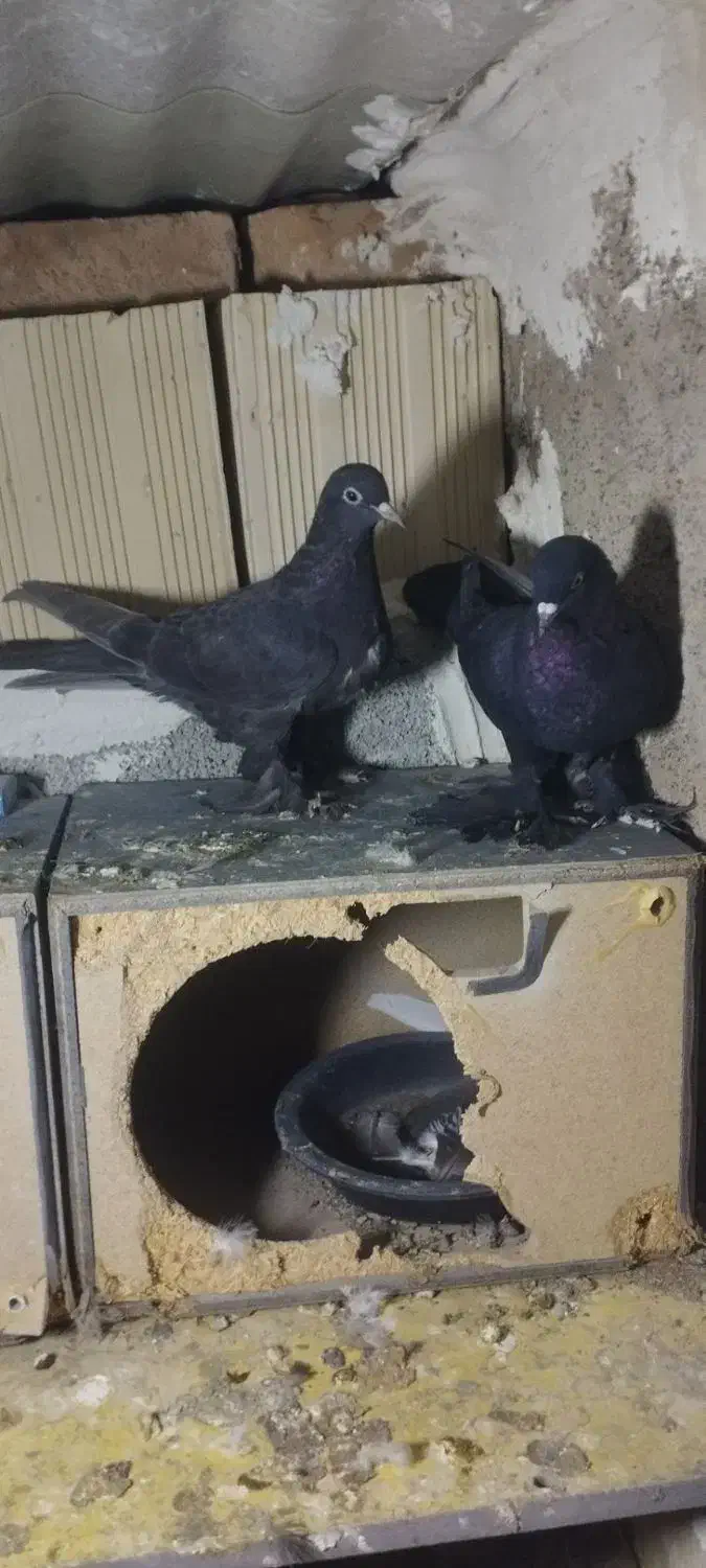 کبوتر قره|پرنده|صوفیان, |دیوار