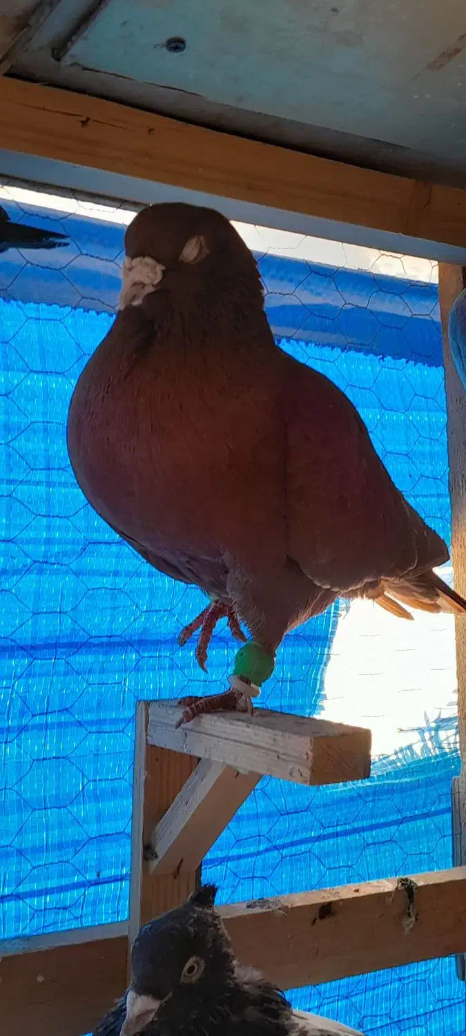 کبوترپرشی|پرنده|مشهد, امیریه|دیوار