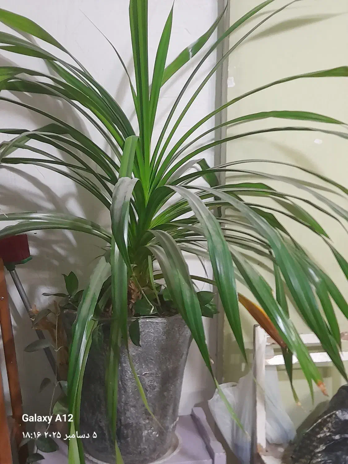 گل گندمی بزرگ با گلدان سفالی|گل و گیاه طبیعی|کرمان, |دیوار