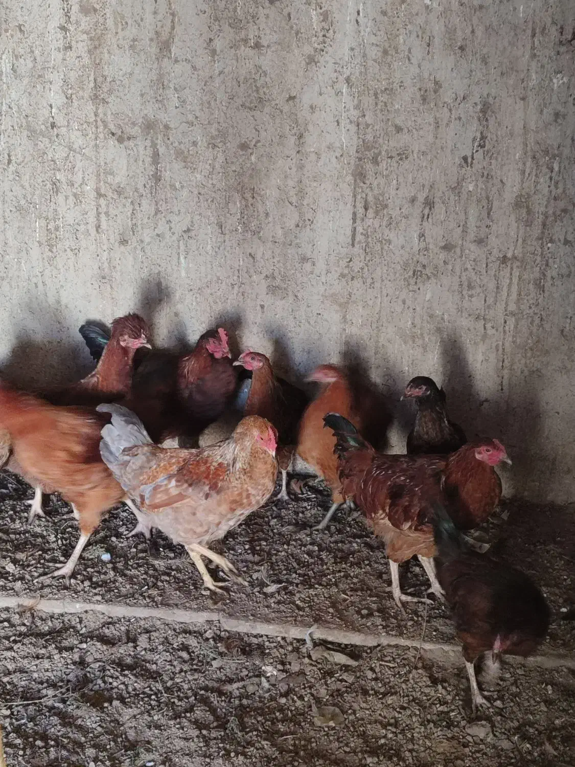 تعدادی خروس جوانه|حیوانات مزرعه|گنبد کاووس, |دیوار