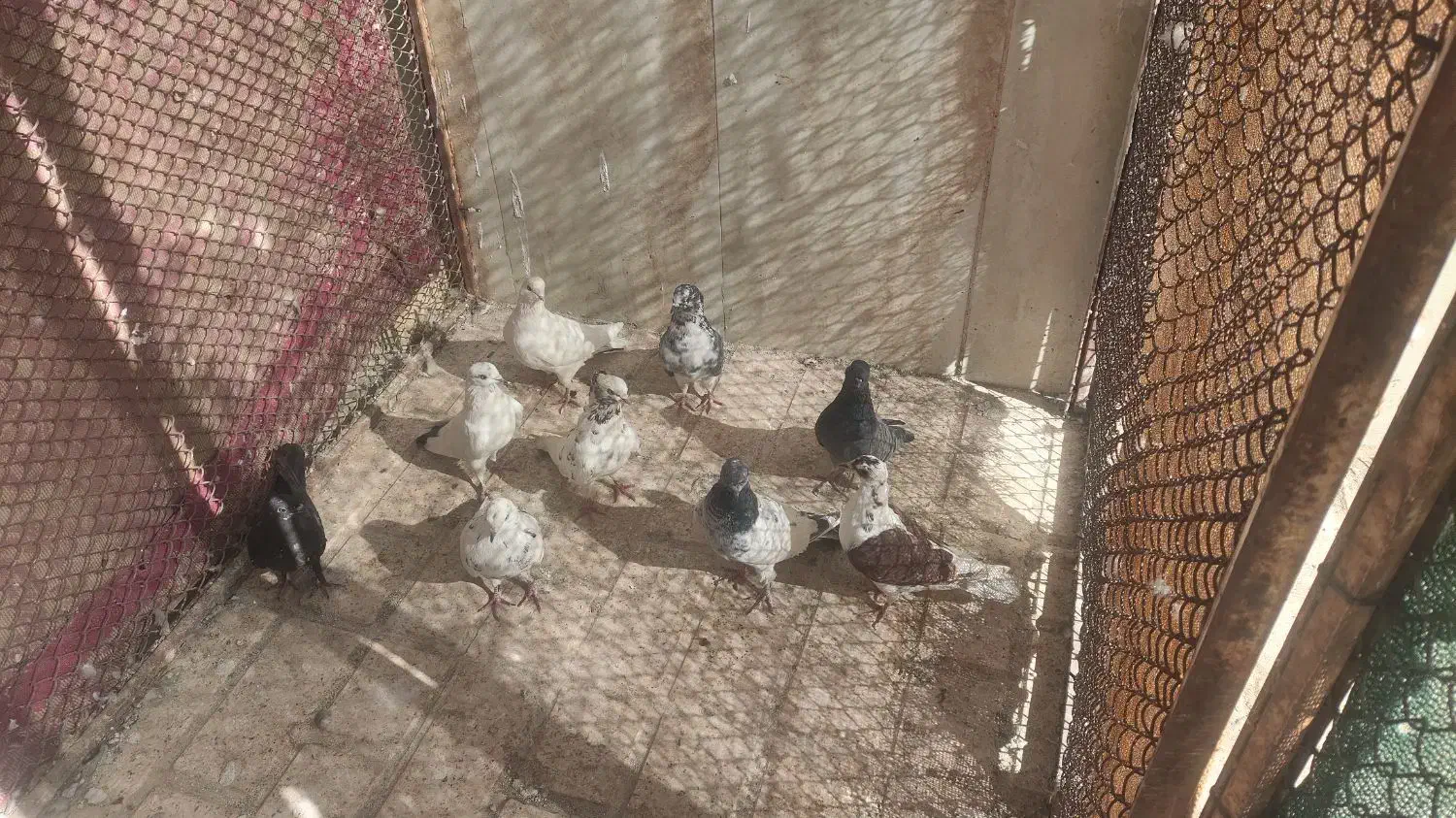 پرشی|پرنده|نطنز, |دیوار