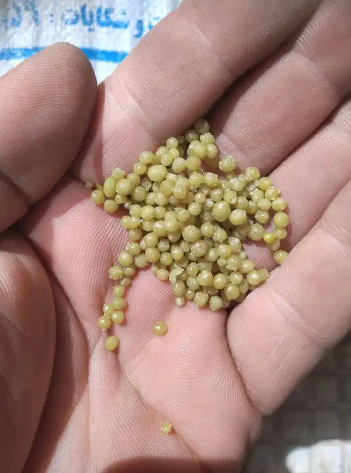 کود دی آمونیوم فسفات (DAP) گرانوله رازی پاییزه|خدمات باغبانی و درختکاری|شیرینسو, |دیوار