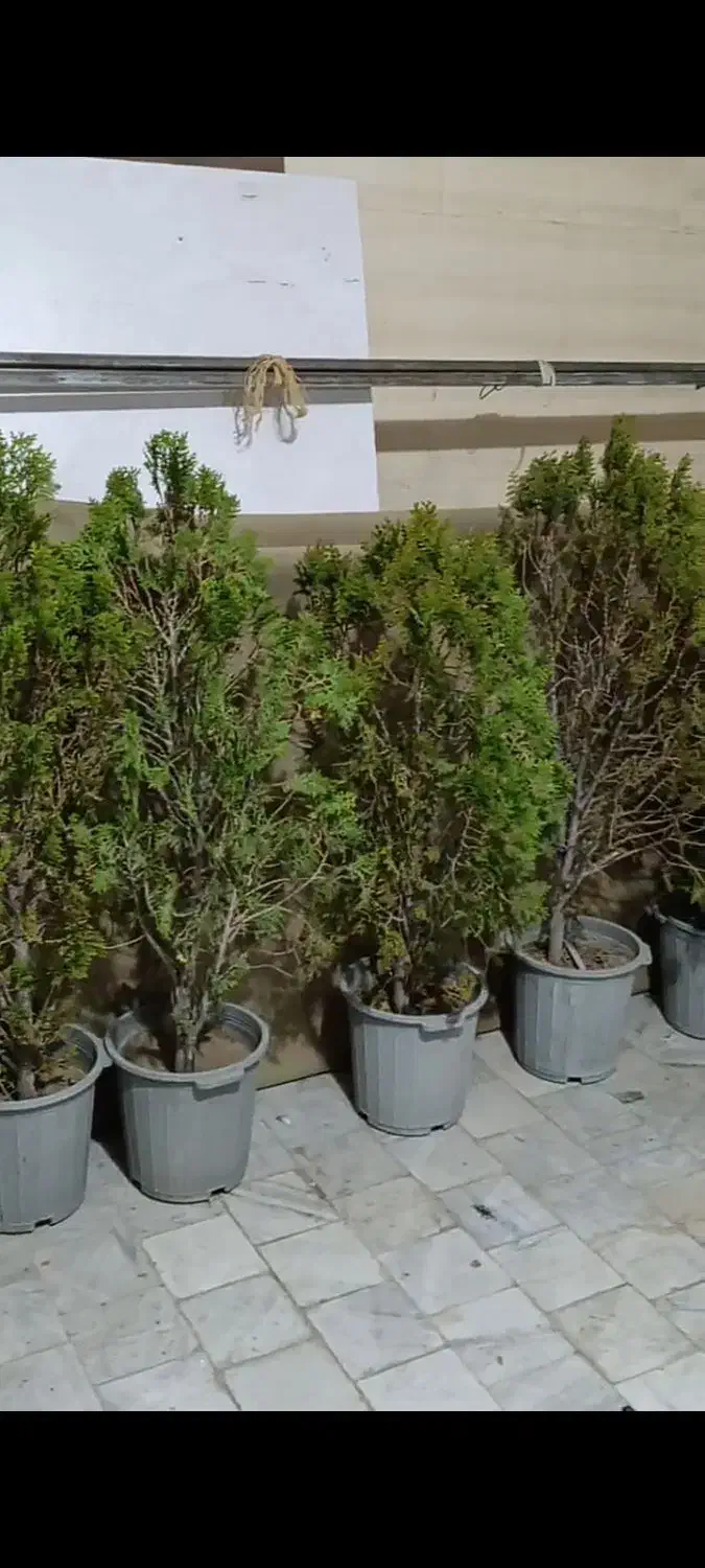 کاج|گل و گیاه طبیعی|هشتگرد, شهرک بعثت|دیوار