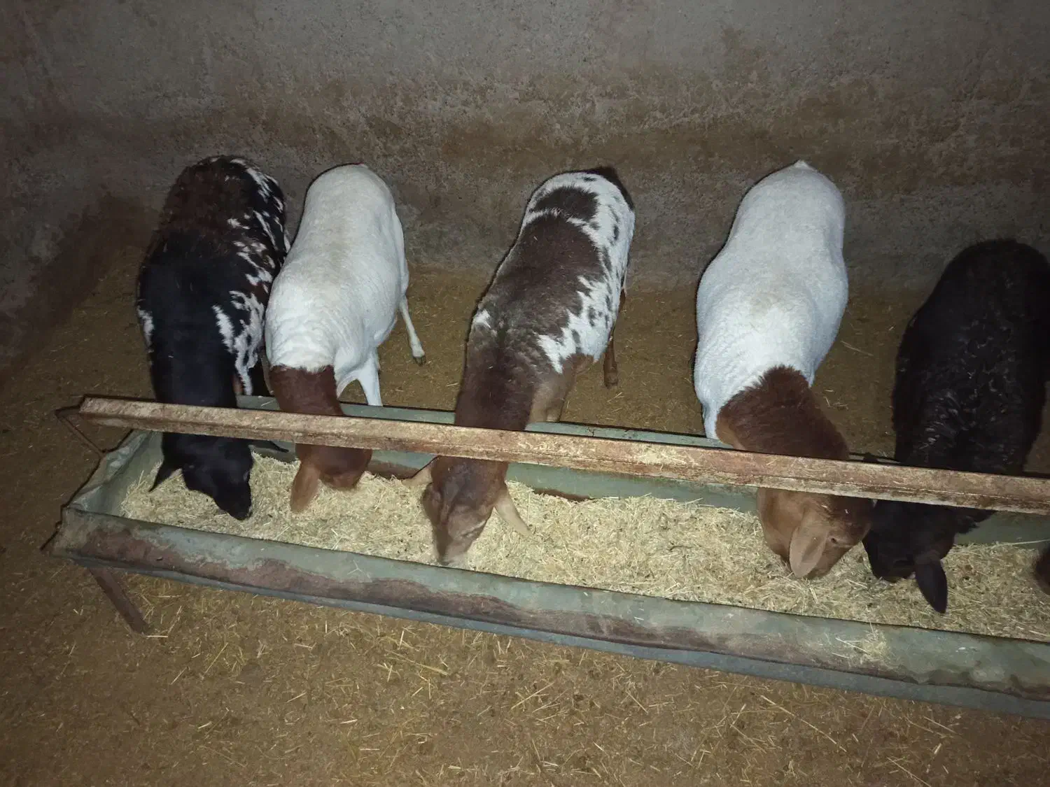 میش برشن و سومالی|حیوانات مزرعه|کرمان, |دیوار