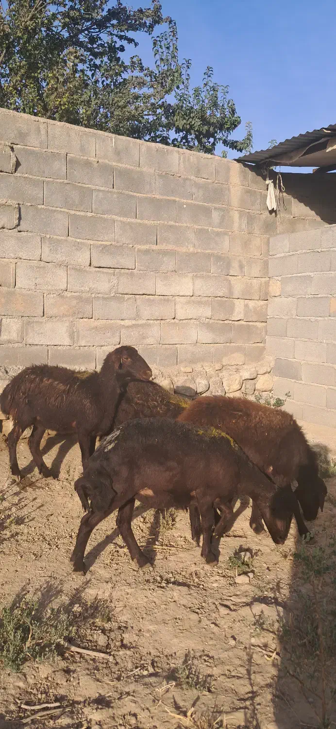 شیشک افشاری|حیوانات مزرعه|چاپشلو, |دیوار