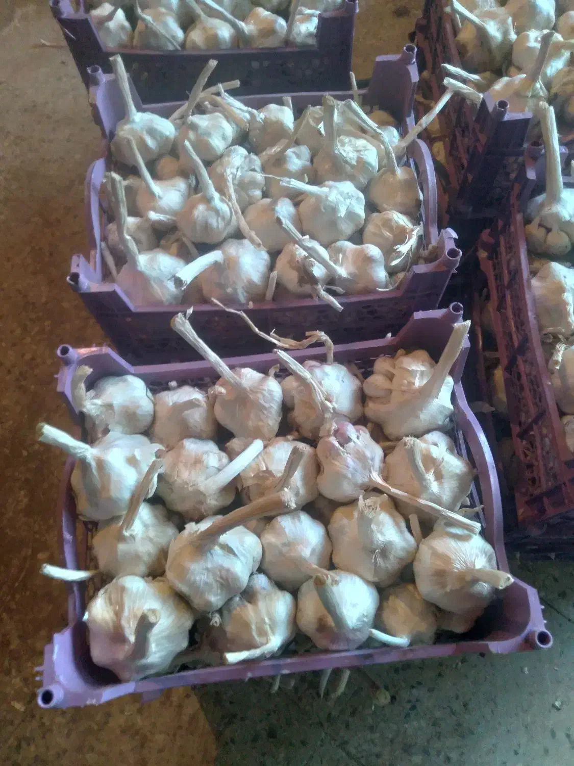 سیر درجه یک|عمدهفروشی|اشترینان, |دیوار