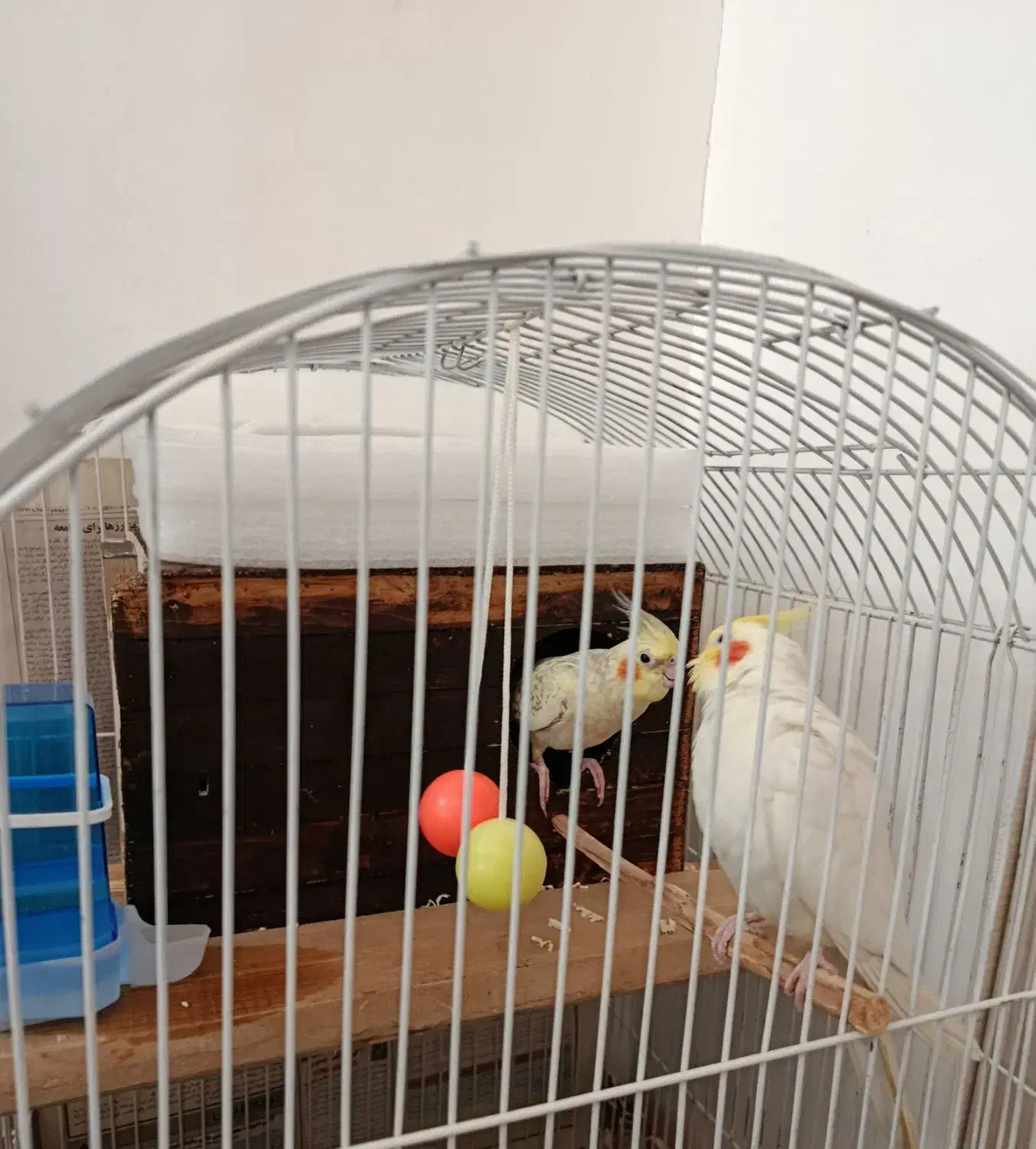 عروس هلندی|پرنده|زنجان, |دیوار