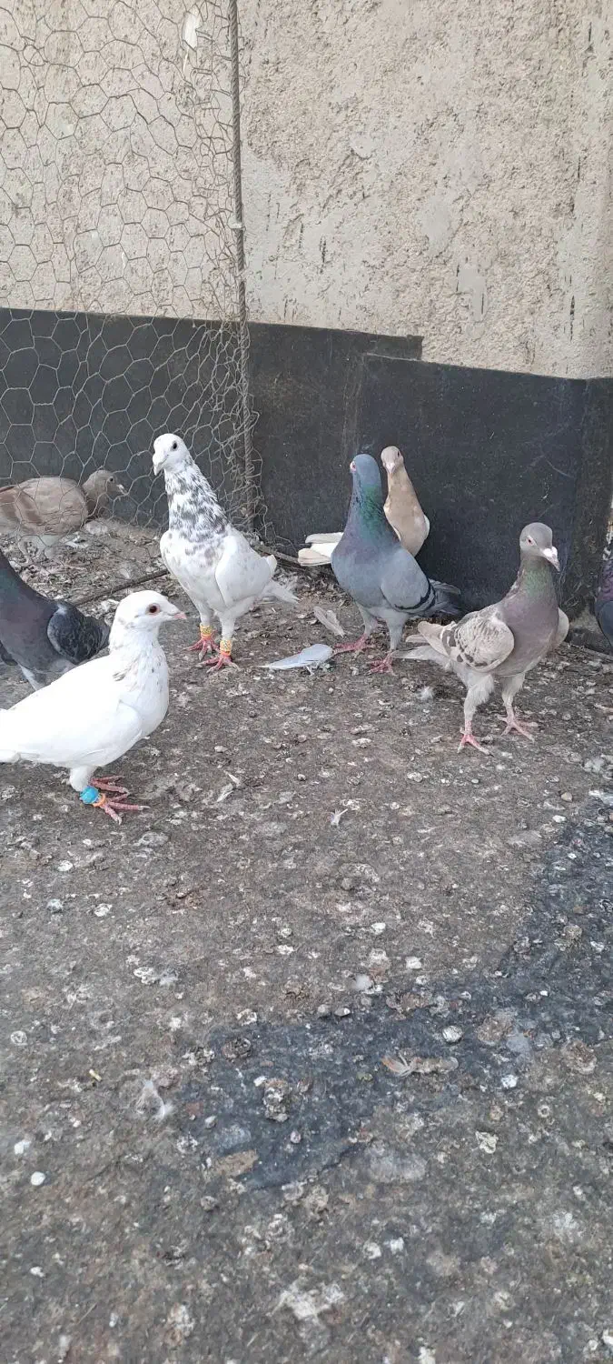 کبوترخطی|پرنده|اقبالیه, |دیوار