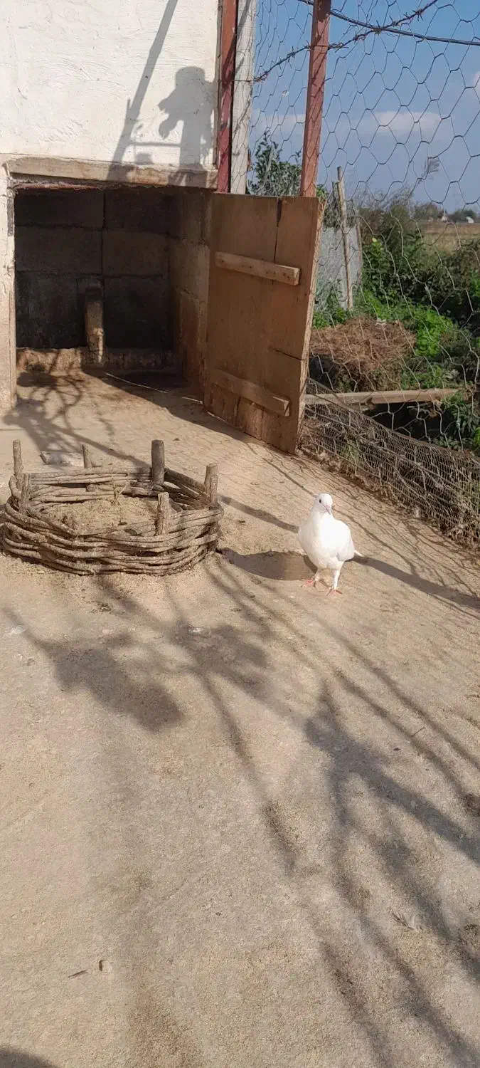 کبوتر|پرنده|ماسال, |دیوار