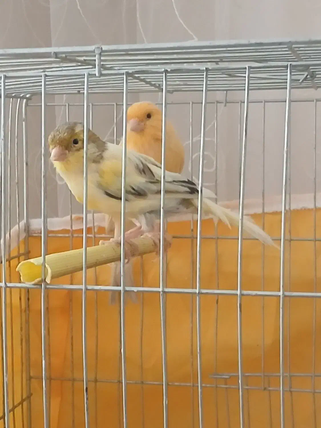 قناری|پرنده|گلپایگان, |دیوار