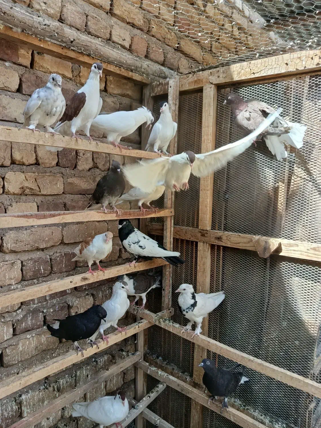 کفتر رنگی|پرنده|قم, بقیع|دیوار