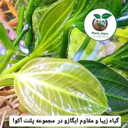 لوازم و گیاه آکواریوم|ماهی|تبریز, |دیوار