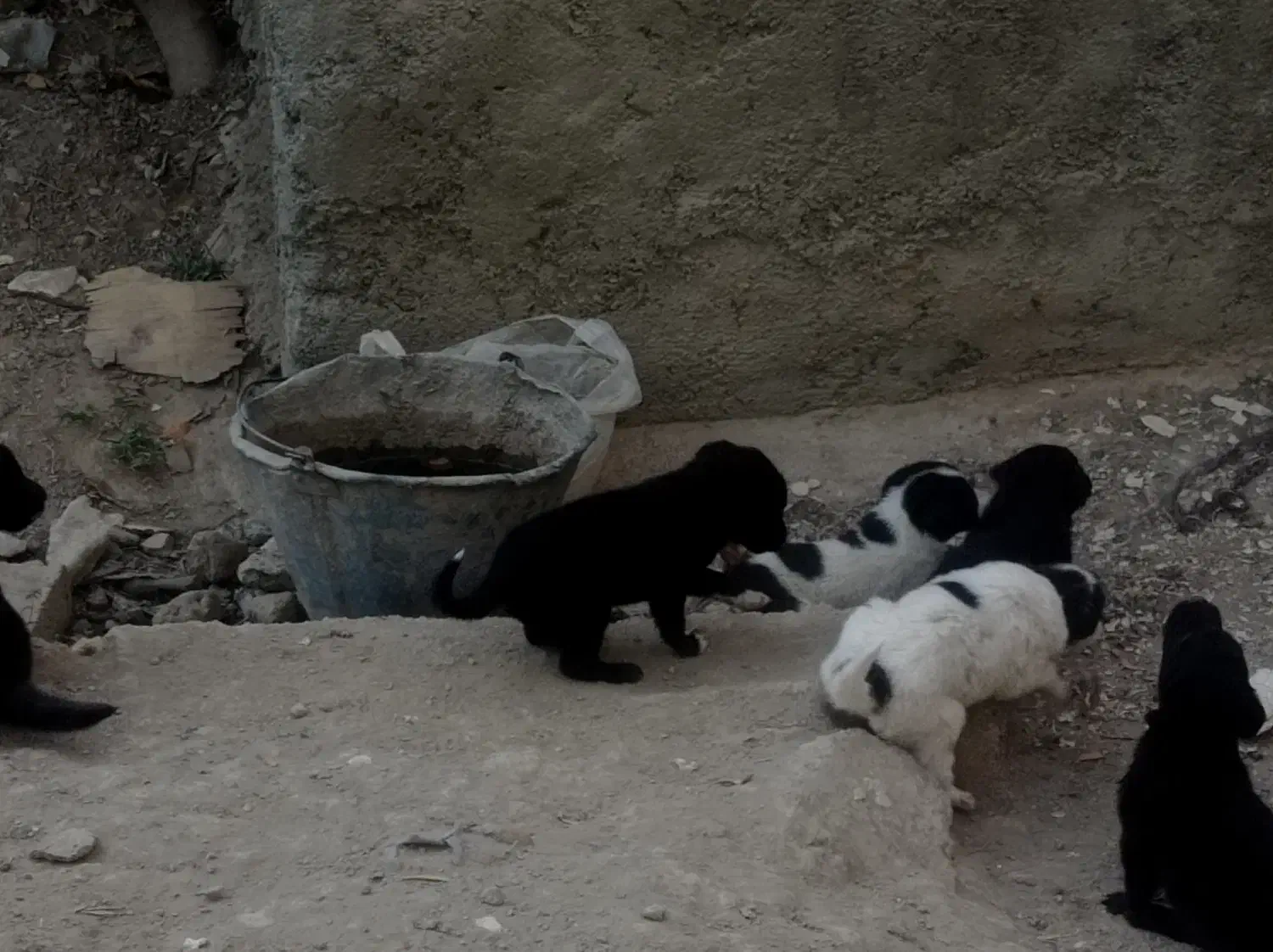 سگ نگهبان|سگ|اسلام‌شهر, ایرین|دیوار