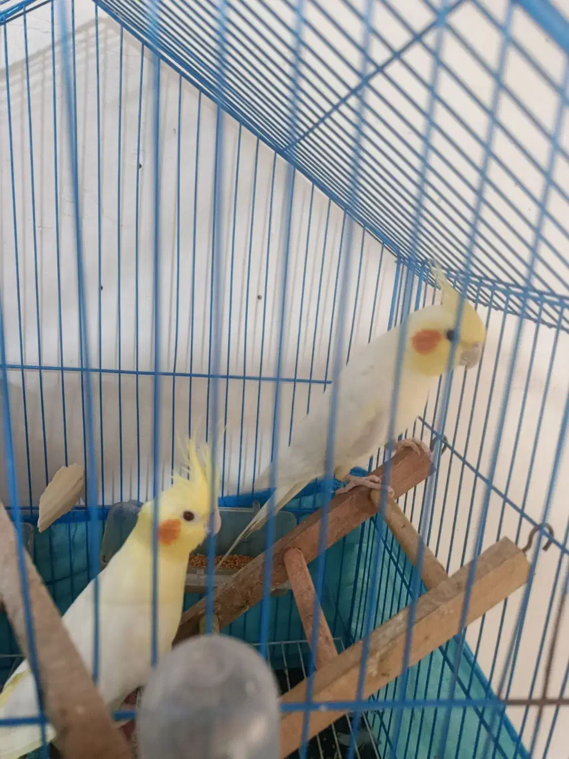 عروس هلندی|پرنده|سنگدوین, |دیوار