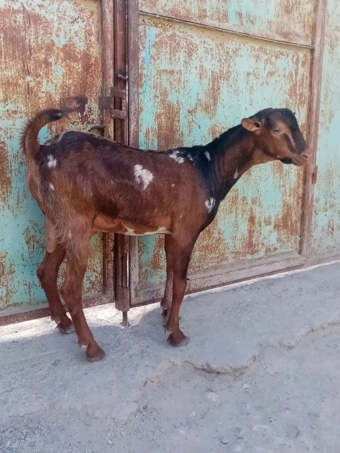 یک عدد کهره نر|حیوانات مزرعه|بندرعباس, |دیوار