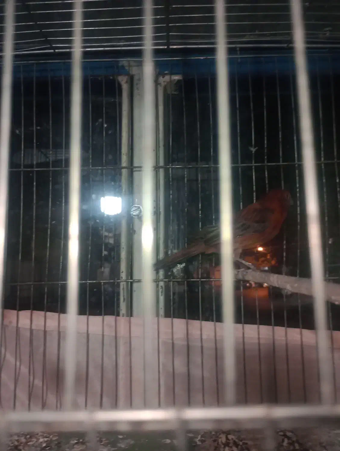 قناری مولد به شرط|پرنده|هشتگرد, شهرک راه آهن|دیوار