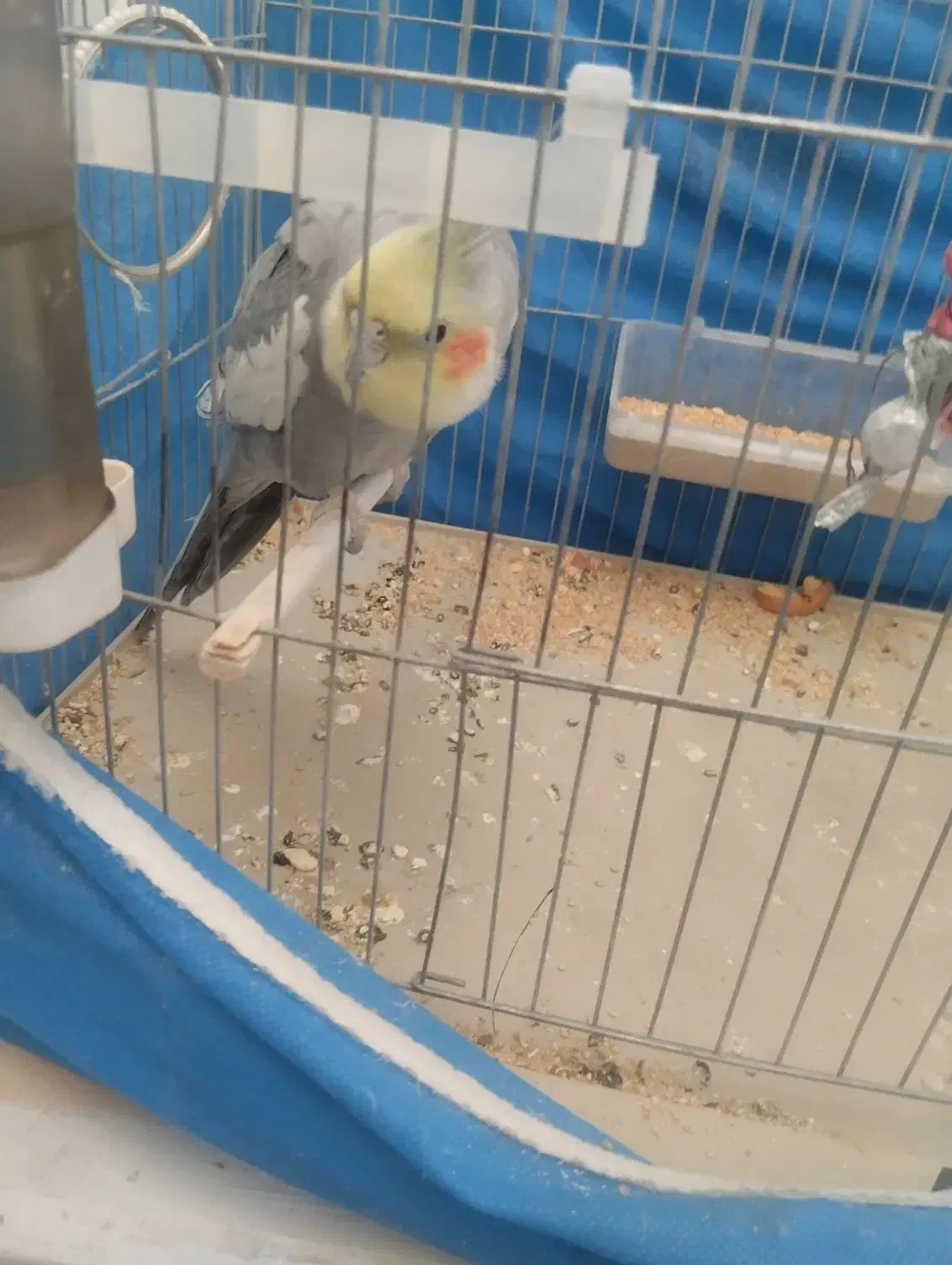 قناری نر معاوضه دارم.عروس هلندی نر|پرنده|اصفهان, عطار نیشابوری|دیوار