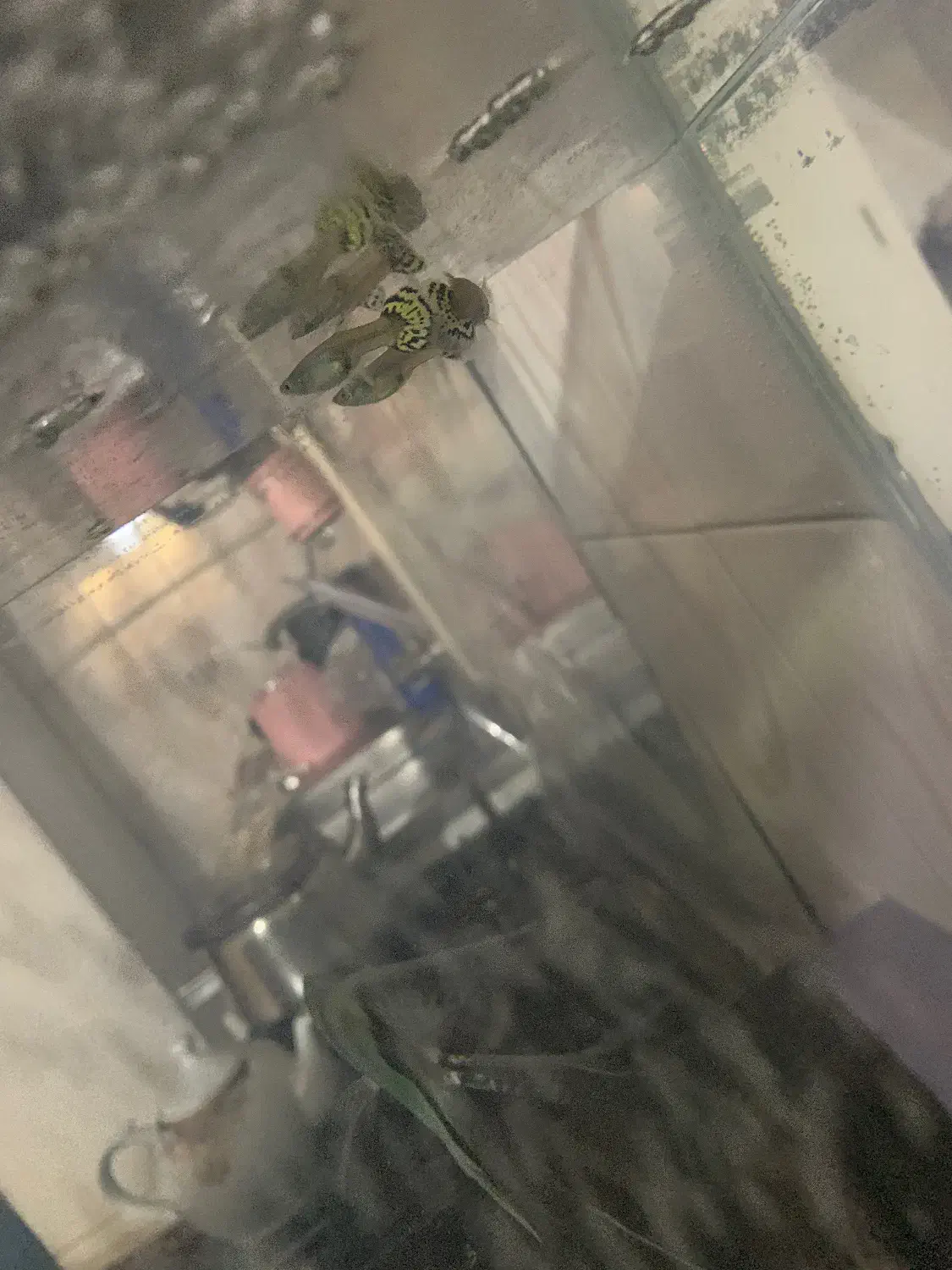 ۱۳تاماهی گوپی معاوظه با مهتابی یا بخاری اکواریوم|ماهی|مشکین‌دشت, |دیوار