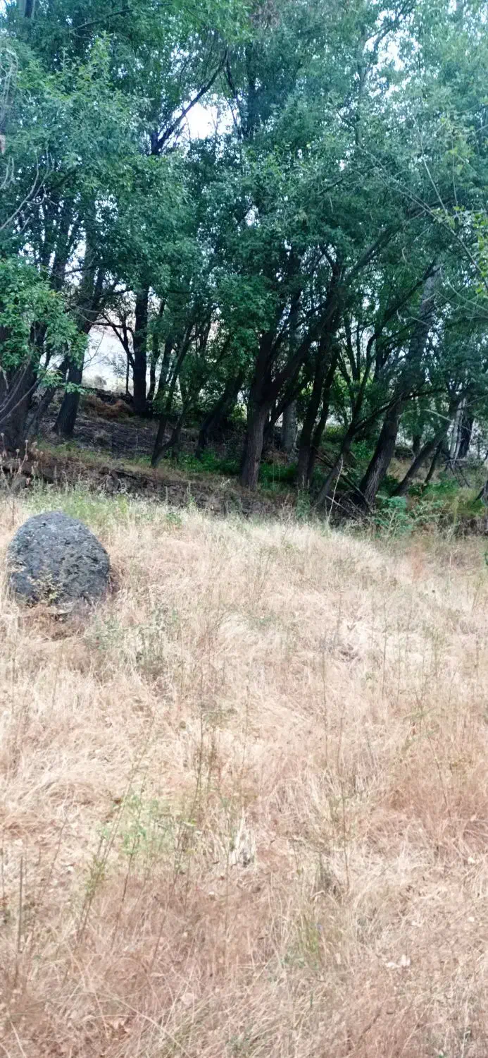 خرید درخت|خدمات باغبانی و درختکاری|مشگین شهر, |دیوار