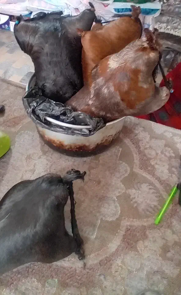 هیزه محلی|فروشگاه و مغازه|دورود, |دیوار